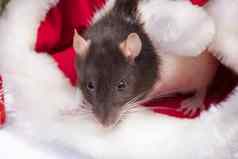 可爱的白色国内老鼠一年的装饰可爱的老鼠坐着圣诞老人的他盒子礼物一年装饰一年可爱的老鼠老鼠特写镜头照片日历