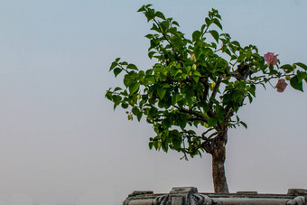 明亮的粉红色的<strong>品红</strong>色的叶子花属花花背景