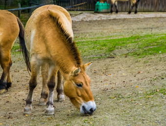 野生蒙古马放牧牧场濒临灭绝的动物specie大草原亚洲