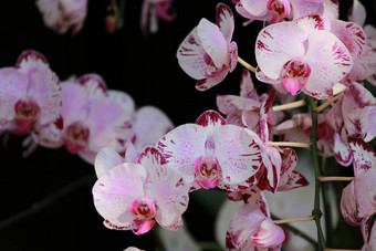 白色粉红色的兰花蝴蝶 兰分支花花园热带花园花背景兰花花花背景