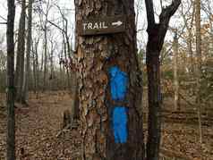 蓝色的油漆标志着树树干森林森林小道标志