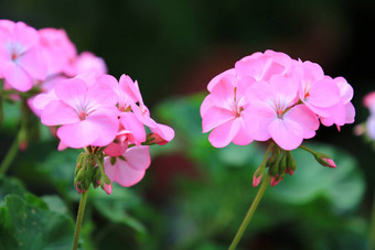 美丽的粉红色的绣球花绣球花花开花花园特写镜头新鲜绣球花花叶分支自然背景早....