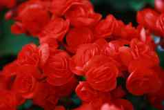 美丽的集团红色的绣球花绣球花花开花新鲜绣球花花花背景纹理红色的绣球花