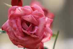 粉红色的玫瑰花背景模糊的叶花园玫瑰精致的美特写镜头玫瑰