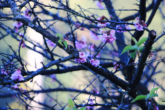 樱桃开<strong>花</strong>樱<strong>花花</strong>自然背景<strong>花</strong>园美丽的樱桃开<strong>花花</strong>分支叶新鲜<strong>花</strong>概念爱情人节