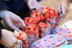 女人手购买草莓卖方草莓塑料包装出售焦点手