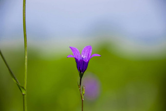 <strong>风铃风铃</strong>紫色的花宏背景天空草