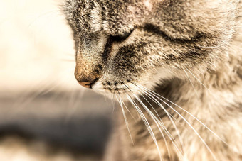 伤心虎斑猫头配置文件的想法伤心概念猫图像伤心