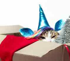 猫独角兽服装坐着盒子圣诞节德科