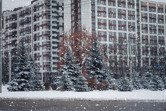 圣诞节树成长城市路前面高层建筑雪景观