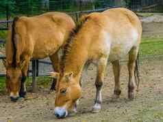 野生蒙古马夫妇放牧牧场濒临灭绝的动物specie大草原亚洲