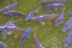 学校饿了常见的鲤鱼游泳水受欢迎的新鲜的水鱼欧洲脆弱的动物specie
