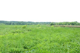 木木板路绿色植物水湿地