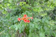 植物绿色叶子红色的橙色花花瓣