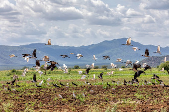 飞行<strong>群鸟</strong>埃塞俄比亚非洲野生动物