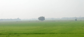孤独的树绿色草地农村农村夏天背景孤独孤独环境保护背景植物树保存地球地球生活环境概念