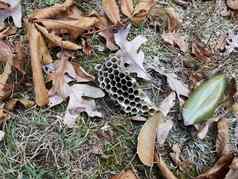 蜜蜂巢蜂巢地面叶子