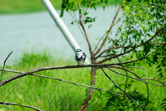 皮耶德翠鸟水鸟ceryle鲁迪白色黑色的羽毛佳洁士大嘴发现了树分支沿海区域验布徘徊抓鱼抢购鸟圣所安得拉邦邦