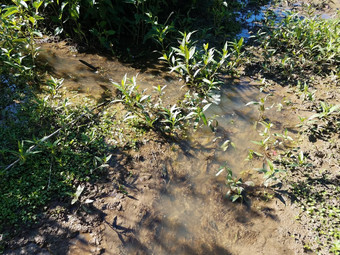 黑暗的河池塘水绿色植物湿地