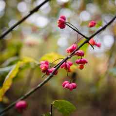 粉红色的秋天森林浆果特写镜头模糊