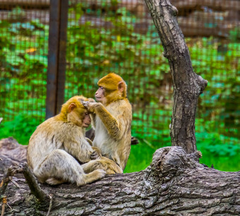 特写镜头巴巴莉短尾猿夫妇梳理典型的社会<strong>猴子</strong>行为濒临灭绝的动物specie非洲