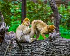 有趣的巴巴莉短尾猿夫妇猴子站奇怪的位置显示濒临灭绝的动物specie非洲