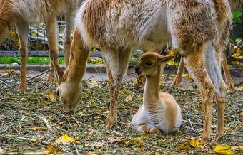 特写镜头小羊驼婴儿坐着妈妈。可爱的动物家庭肖像specie相关的骆驼羊驼