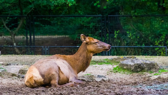 特写镜头女<strong>麋鹿</strong>铺设地面热带鹿specie美国