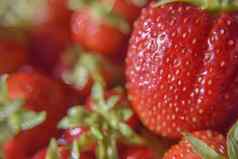 新鲜的成熟的草莓close-ep关闭浆果结构体