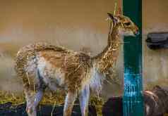 有趣的小羊驼覆盖有山动物安第斯山脉秘鲁specie相关的骆驼羊驼