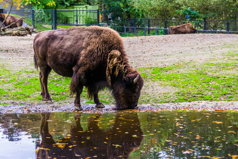 特写镜头欧洲野牛喝水脆弱的动物specie欧洲