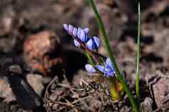 蜜蜂野风信子花春天花园关闭背景模糊