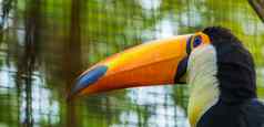 华美巨嘴鸟比尔脸特写镜头美丽的热带鸟美国