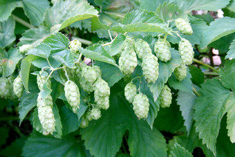 <strong>跳</strong>植物Humulus