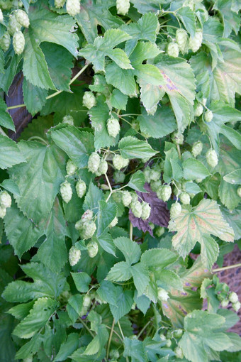 <strong>跳</strong>植物Humulus