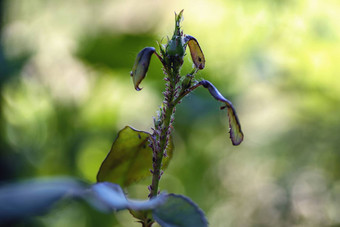 害虫玫瑰绿色玫瑰蚜虫巨虹吸果蚜科大玫瑰叶蜂阿尔该使年轻的茎玫瑰花蕾特写镜头软焦点效果