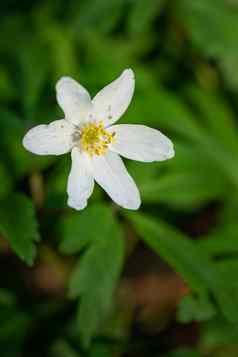 银莲花海葵nemorosa