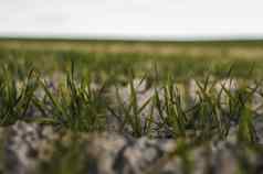 年轻的小麦幼苗日益增长的场秋天年轻的绿色小麦日益增长的土壤农业的关闭发芽黑麦农业场阳光明媚的一天蓝色的天空豆芽黑麦