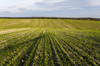场年轻的小麦幼苗日益增长的秋天年轻的<strong>绿色</strong>小麦日益增长的土壤<strong>农业</strong>的关闭发芽黑麦<strong>农业</strong>场阳光明媚的一天蓝色的天空豆芽黑麦