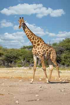 南非洲长颈鹿非洲纳米比亚Safari野生动物