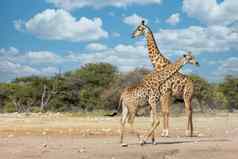 南非洲长颈鹿非洲纳米比亚Safari野生动物