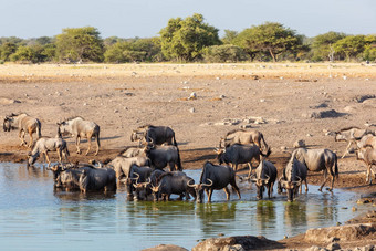 大群野生蓝色的羚羊的一种角马纳米比亚非洲