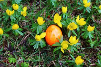 冬天aconites<strong>复活节</strong>蛋