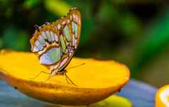 宏特写镜头孔雀石蝴蝶关闭翅膀色彩斑斓的美丽的热带昆虫specie美国