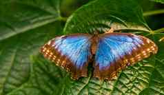 美丽的特写镜头peleides蓝色的Morpho蝴蝶开放翅膀热带昆虫specie美国