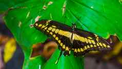 特写镜头美丽的燕尾服蝴蝶开放翅膀热带昆虫specie美国