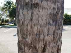 粗糙的棕色（的）木树树干树皮纤维