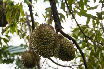 榴莲王热带水果树分支果园新鲜的榴莲树园艺系统榴莲种植园榴莲成长合适的条件特殊的植物