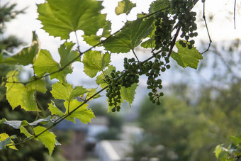 日益增长的绿色生群葡萄年轻的绿色葡萄挂他来了绿色叶子有机花园农业