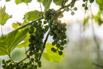 日益增长的绿色生群葡萄年轻的绿色葡萄挂他来了绿色叶子有机花园农业